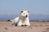 AKITA INU 143